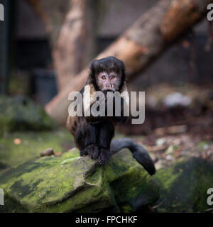 Gelb-breasted Kapuziner Affe sitzt auf einem Felsen Stockfoto