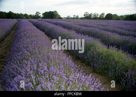 Lavendelfelder in der Grafschaft Kent, Reihen von lila Blüten an einem sonnigen Tag. Stockfoto