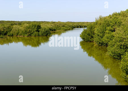 Mangroven und Meer Landschaft im Coyo Coco auf Kuba Stockfoto