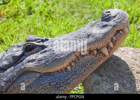 Amerikanischer Alligator (Alligator Mississippiensis). Kopf, Kiefer, Zähne. Der Kopf ruht auf einem großen Stein, auf dem Land. Stockfoto