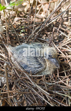 Ringeltaube (Columba Palumbus). Einzelne "Squab" oder junge im Nest. 8 Tage alt geschätzt. Stockfoto