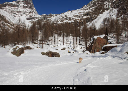 Alpe Devero, Ossola Tal, VCO, Piemont, Italien Stockfoto