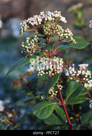Die schönen frühen Frühling blühender Strauch, Viburnum Tinus auch bekannt als Laurestine. Stockfoto