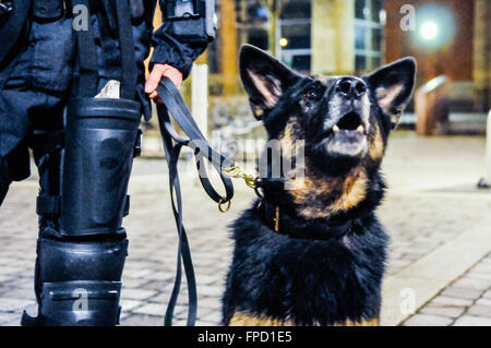 Belfast, Nordirland. 17. März 2016 - PSNI Crowd Control Hund "Scout" mit ihrem Handler in der Nacht arbeiten. Stockfoto