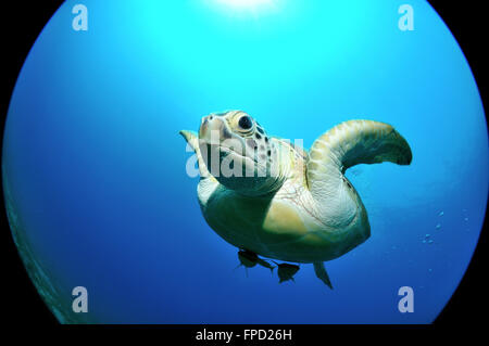 Schildkröte schwimmen in einer Tiefe Schuss gegen die Sonne, Marsa Alam, Ägypten, Rotes Meer Stockfoto