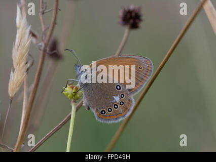 Kastanie Heide Schmetterling (Coenonympha Glycerion) Stockfoto