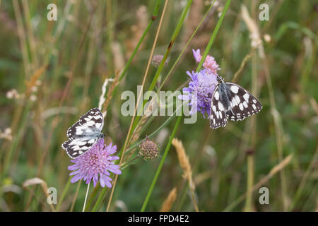 Zwei marmorierte weiße Schmetterlinge (Melanargia galathea) auf unheimlichen Blumen in einer Wildblumenwiese Stockfoto