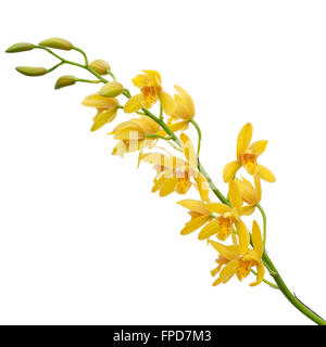Gelbe Dendrobium Orchidee auf weißem Hintergrund Stockfoto