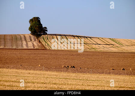 Mitte Nord Landschaft, Clare Valley, South Australia Stockfoto