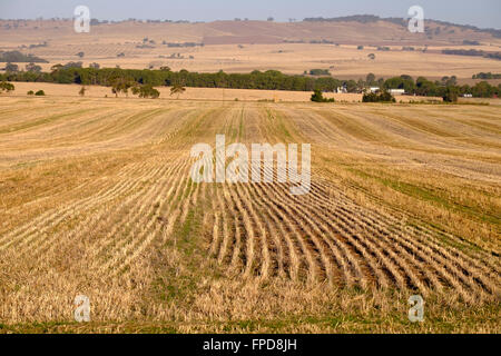 Mitte Nord Landschaft, Clare Valley, South Australia Stockfoto