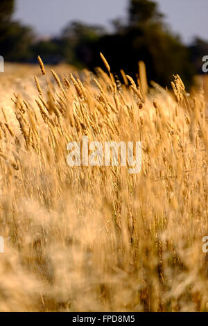 Mitte Nord Landschaft, Clare Valley, South Australia Stockfoto