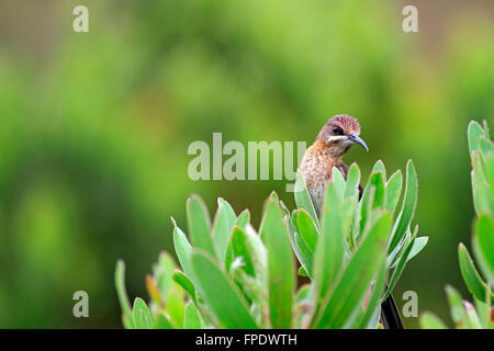 Ein Cape Valleys (Promerops Cafer) in den Harold Porter National Botanical Garden, Bettys Bay, Western Cape in Südafrika. Stockfoto