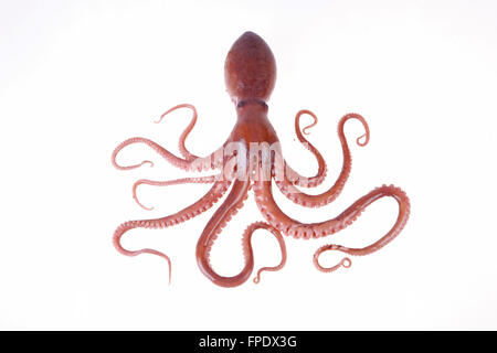 Krake Stockfoto