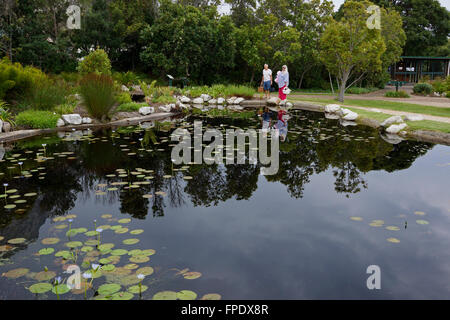 Teich voller Blüte blaue Seerose (Nymphaea Caerulea) in den Harold Porter National Botanical Garden, Bettys Bay. Stockfoto