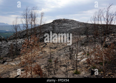 Nachwirkungen des Veld Feuer im Elgin Tal, Overberg, Provinz Westkap, Südafrika. Stockfoto