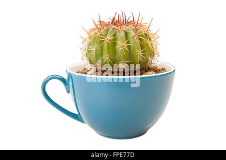 Kaktus in der Kaffeetasse. Es empfiehlt sich Getränke schlecht schmecken ähnliche Optionen wie Kaktus. isoliert auf weißem Hintergrund mit Beschneidungspfad Stockfoto