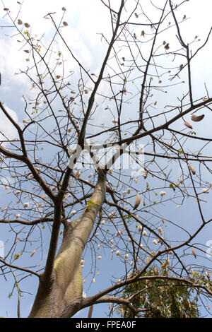 frische Ceiba Pods auf Baum Stockfoto