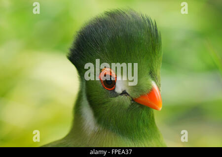 Weißen Wangen Turaco Portrait - mit glatten verschwommene grüne Laub Hintergrund Stockfoto