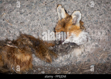 Roadkill, liegt ein Fuchs abgeflacht und getrockneten draußen auf der Straße. Stockfoto