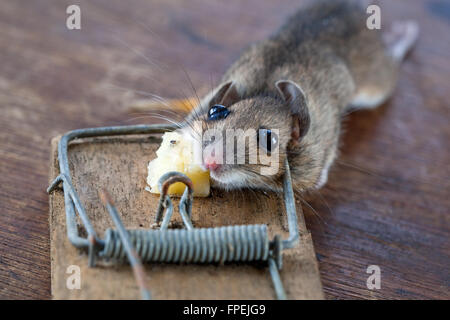 Waldmaus oder Long-tailed Feldmaus (Apodemus Sylvaticus). Gefangen, getötet, Humaely in einer Frühling-Falle. Kann ein Schädling in trei Stockfoto
