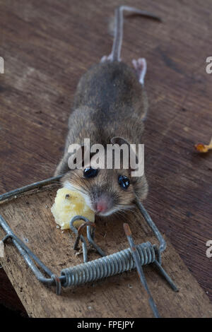 Waldmaus oder Long-tailed Feldmaus (Apodemus Sylvaticus). Gefangen, getötet, Humaely in einer Frühling-Falle. Kann ein Schädling in trei Stockfoto