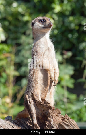 Erdmännchen oder Suricate (Suricata Suricatta). Stockfoto