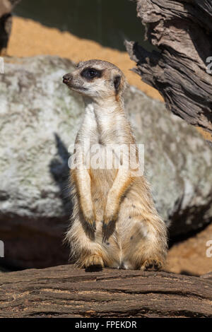 Erdmännchen oder Suricate (Suricata Suricatta). Stockfoto