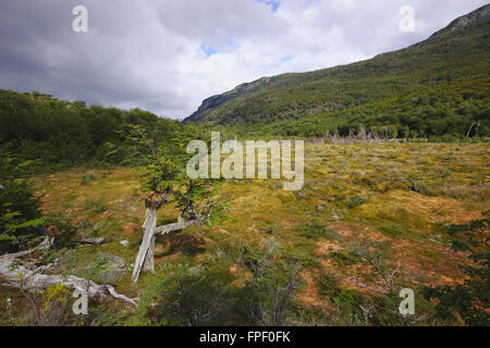 Torfmoor im Nationalpark Tierra Del Fuego, Argentinien Stockfoto