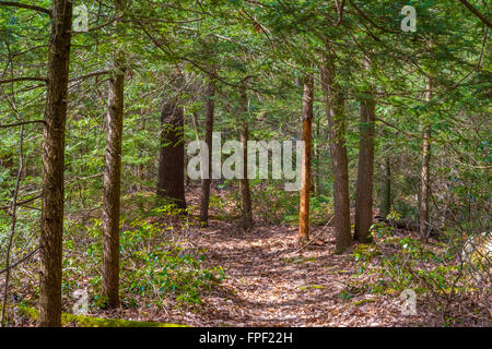 Schöne Landschaft in einem zentralen Pennsylvanian Wald. Stockfoto