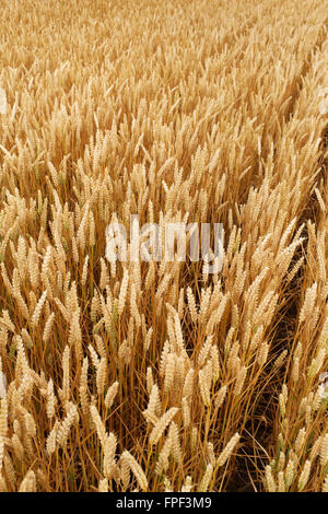 Reihen von gereiften Weizen (Triticum Aestivum) wächst in einem Feld