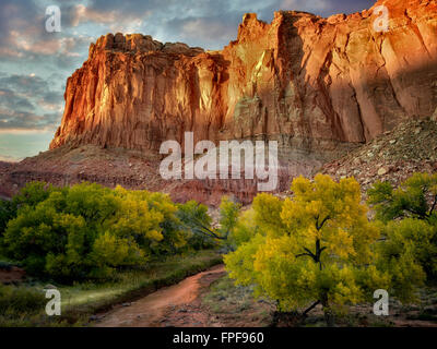 Fallen Sie farbige Cottonwood-Bäume und Felsen. Capitol Reef National Park, Utah Stockfoto