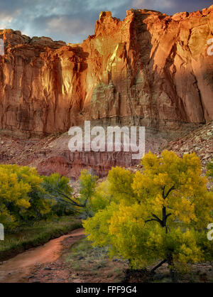 Fallen Sie farbige Cottonwood-Bäume und Felsen. Capitol Reef National Park, Utah Stockfoto