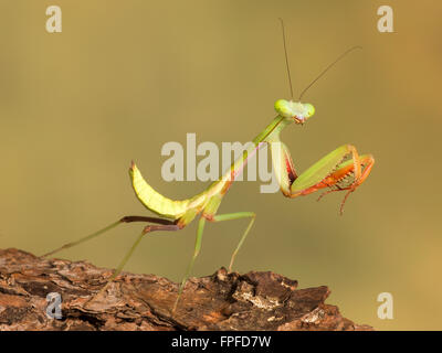 Riesige Regenwald-Mantis Stockfoto