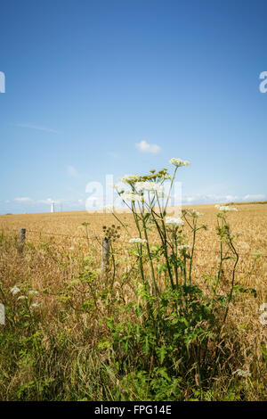 Weizenfelder, Marcross im Tal des Galmorgan, South Wales UK Stockfoto