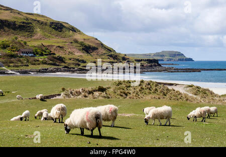 Schafe weiden in der natürlichen Machair Grasland auf Dünen oben Sandstrand mit Blick auf Calgary Bay Isle of Mull Argyll & Bute Inneren Hebriden Schottland Großbritannien Stockfoto