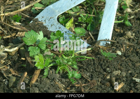 Hacken Unkraut in einer Blume Grenze mit einer niederländischen Hacke Stockfoto