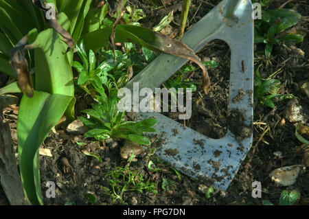 Hacken Unkraut in einer Blume Grenze mit einer niederländischen Hacke Stockfoto