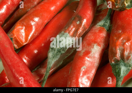 Grauschimmel (Botrytis Cinerea) entwickelt auf geernteten Chilis Stockfoto
