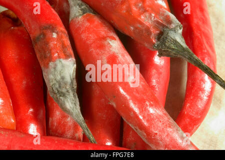 Grauschimmel (Botrytis Cinerea) entwickelt auf geernteten Chilis Stockfoto