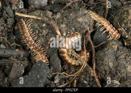 GewächshausTausendfüßler, Garten Tausendfüßler, Flatbacked