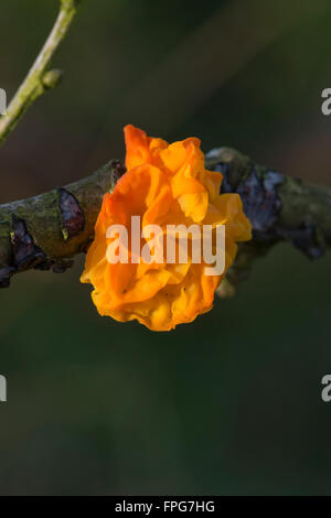 Goldene Ohr Pilz, Tremella Aurantia, Fruchtkörper brechen durch die Zweige einer gefallenen Eiche, Januar Stockfoto