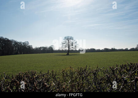 Eine junge Eiche genießt Spätwinter Sonnenschein in Iver Heath, Buckinghamshire, England Stockfoto