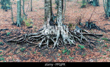 Große Wurzel des Baumes im Wald mit Nebel Stockfoto