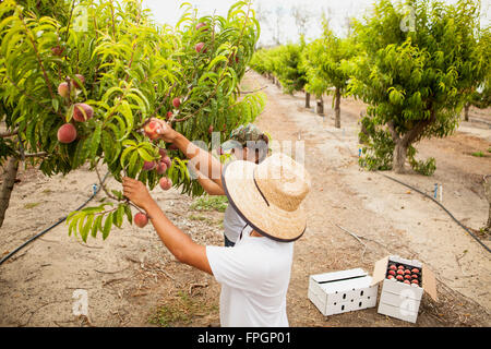 Studenten Ernte Pfirsiche an der Cal Poly Bio Bauernhof Laub-Obstgarten, San Luis Obispo, Kalifornien Stockfoto