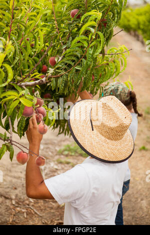 Studenten Ernte Pfirsiche an der Cal Poly Bio Bauernhof Laub-Obstgarten, San Luis Obispo, Kalifornien Stockfoto