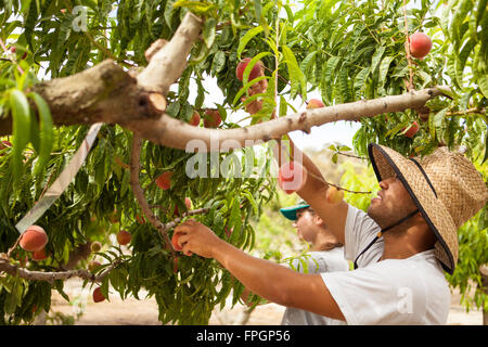 Studenten Ernte Pfirsiche an der Cal Poly Bio Bauernhof Laub-Obstgarten, San Luis Obispo, Kalifornien Stockfoto