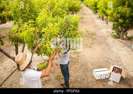 Studenten Ernte Pfirsiche an der Cal Poly Bio Bauernhof Laub-Obstgarten, San Luis Obispo, Kalifornien Stockfoto