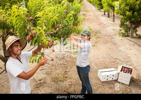 Studenten Ernte Pfirsiche an der Cal Poly Bio Bauernhof Laub-Obstgarten, San Luis Obispo, Kalifornien Stockfoto