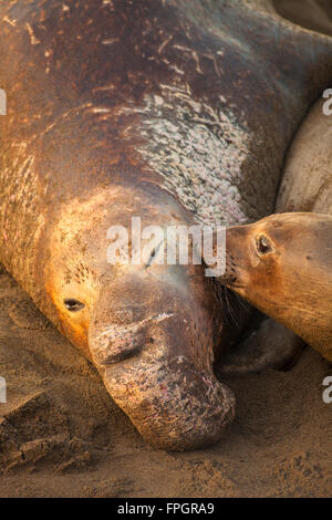 männliche und weibliche nördlichen Elefant Dichtung, Piedras Blancas See-Elefanten Kolonie, in der Nähe von San Simeon, California Stockfoto