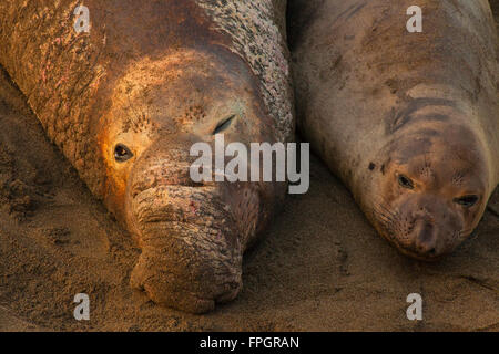 männliche und weibliche nördlichen Elefant Dichtung, Piedras Blancas See-Elefanten Kolonie, in der Nähe von San Simeon, California Stockfoto